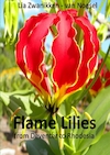 Flame Lilies - Lia Zwanikken - van Noesel (ISBN 9789461930637)